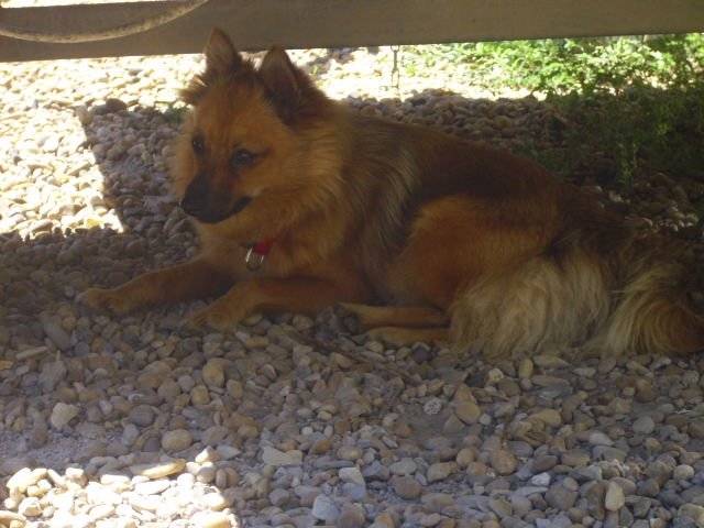 " spitz italien " Clochette - Volpino