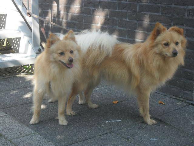 Spitz Italien - Volpino