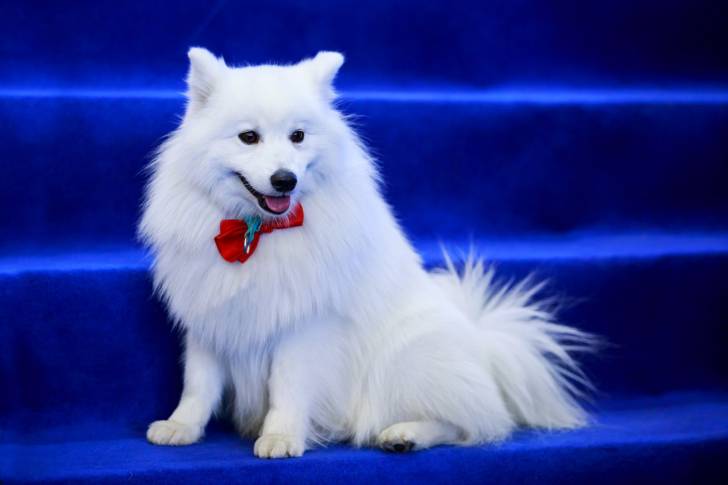 Un Volpino tout blanc avec un noeud papillon sur des escaliers bleus