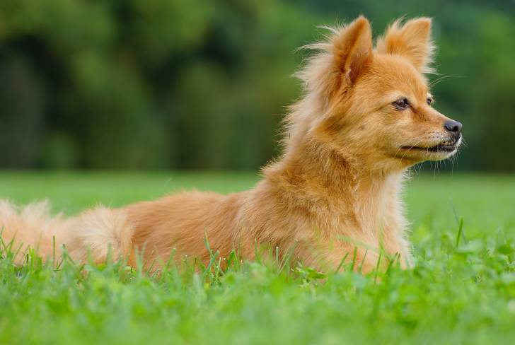 Un Volpino orange allongé dans l'herbe