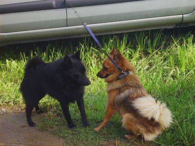 Clochette - Volpino (3 ans)