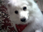 Lacey - Spitz Japonais (7 ans)