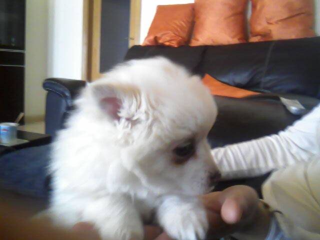 Daysi - Spitz Japonais (2 mois)