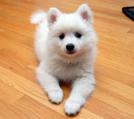 milou - Spitz Japonais (7 ans)