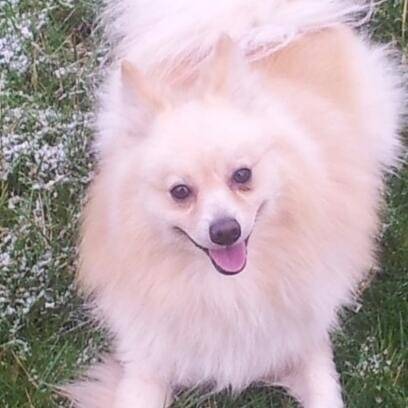 fastoche - Spitz Japonais Mâle (2 ans)