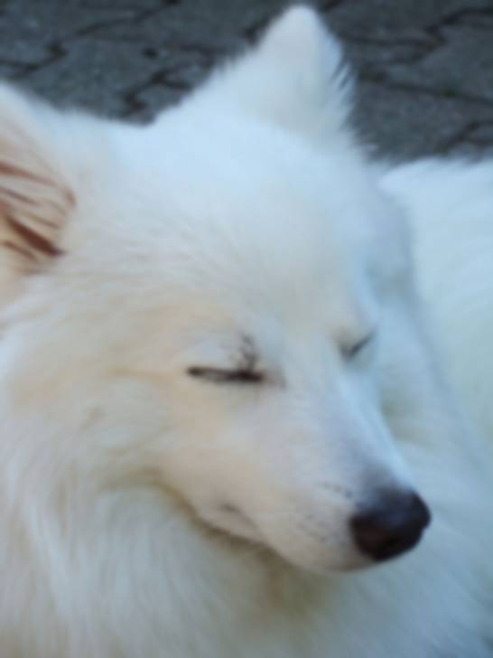 Puschel - wie ein Polarfuchs - Spitz Japonais Mâle (1 an)
