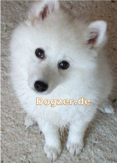 Puschel - wie ein Polarfuchs - Spitz Japonais Mâle (4 mois)