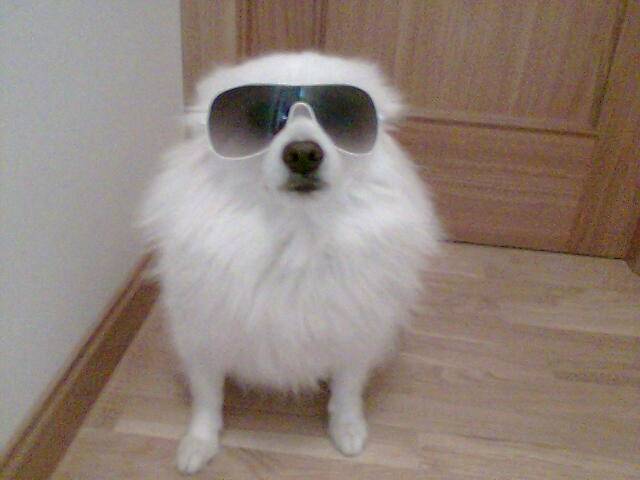 NEVADO - Spitz Japonais Mâle (11 ans)
