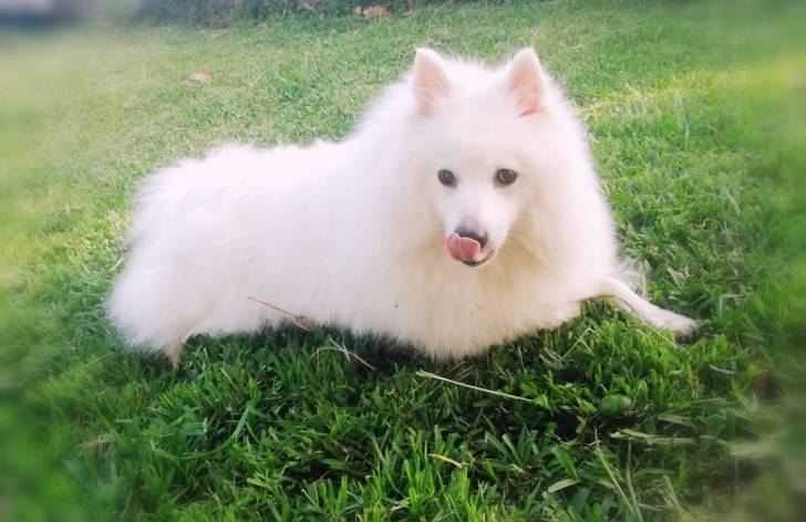Photo Spitz Japonais Mâle (1 mois)