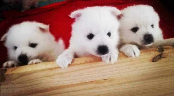 Photo Spitz Japonais Mâle (1 mois)