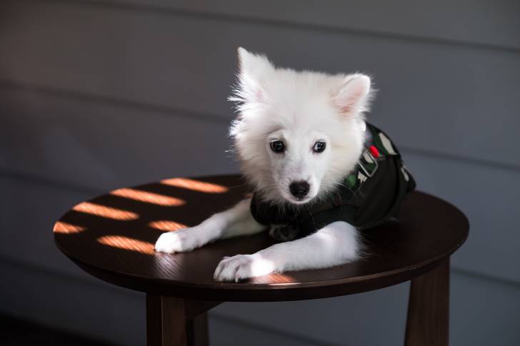 Un chiot Spitz Japonais allongé sur un petit meuble en bois