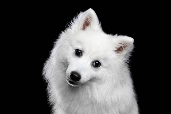 Un Spitz Japonais pris en photo avec la tête penchée