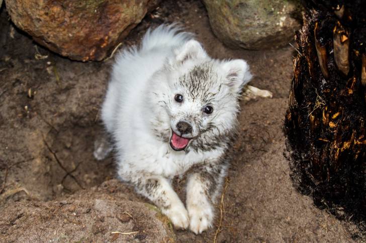 Un chiot Spitz Japonais recouvert de terre