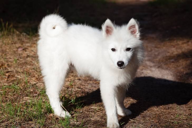 Photo Spitz Japonais