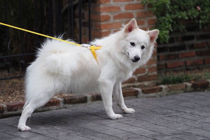 Photo Spitz Japonais