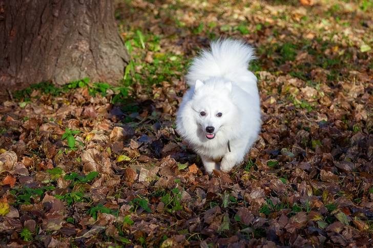 Photo Spitz Japonais