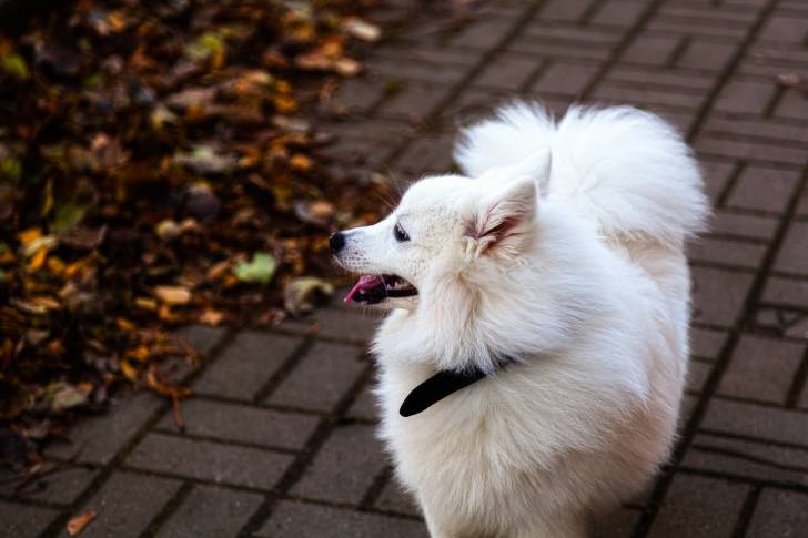 Photo Spitz Japonais