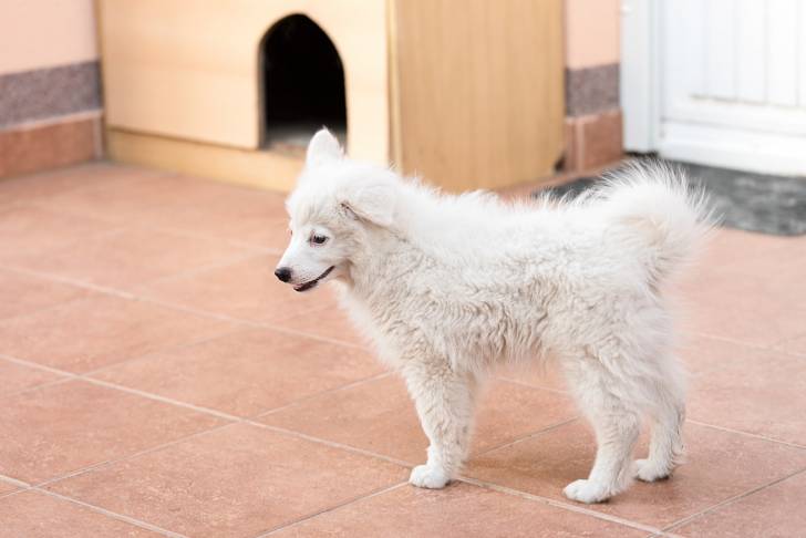 Photo Spitz Japonais