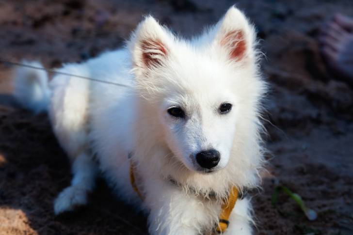 Photo Spitz Japonais