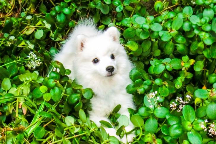Photo Spitz Japonais