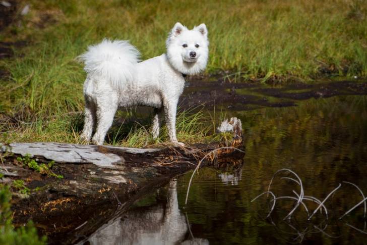 Un Spitz Japonais au pelage tendu se tient au bord d'un étang 