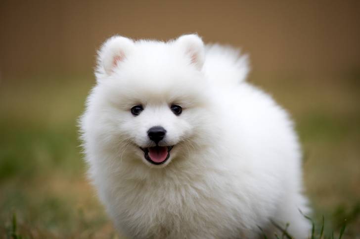 Un jeune Spitz Japonais pris en photo pendant sa promenade