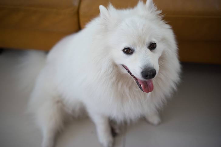 Un Spitz Japonais assis à côté d'un canapé