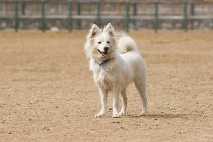 Photo Spitz Japonais