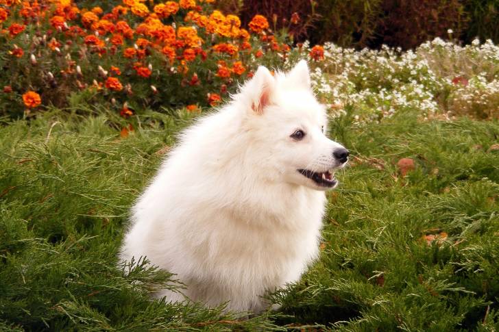Photo Spitz Japonais