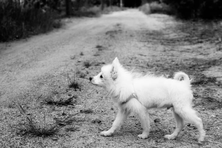 Un Spitz Japonais avec un harnais