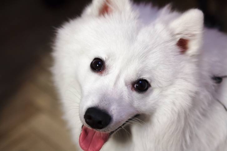 Un Spitz Japonais avec la langue pendue