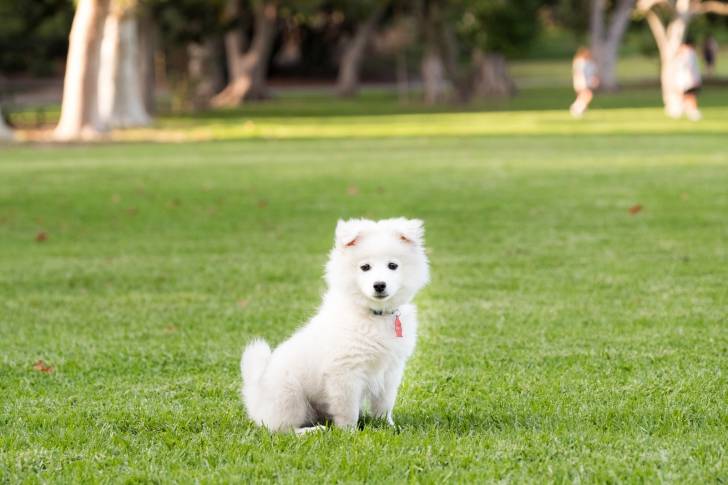 Un jeune Spitz Japonais assis sur du gazon