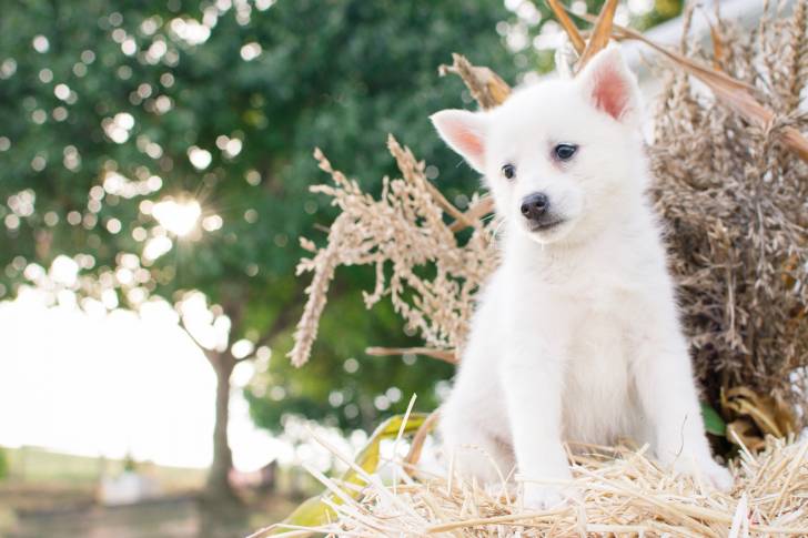 Un Spitz Japonais qui se tient assis sur une botte de paille