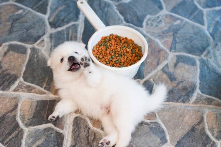 Un chiot Spitz Japonais allongé sur le dos près de sa gamelle de croquettes