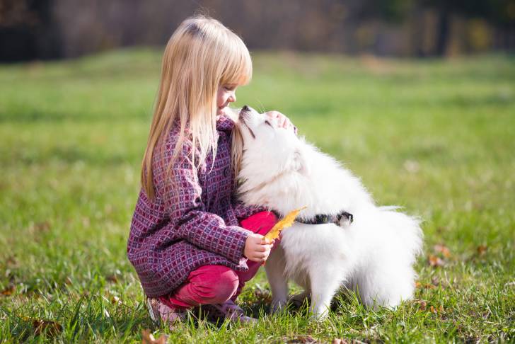 Un Spitz Japonais qui se fait câliner par une petite fille