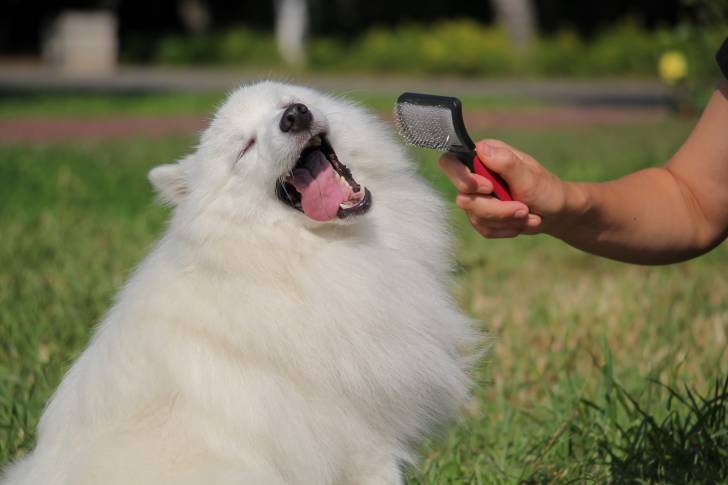 Un Spitz Japonais en train de se faire brosser 