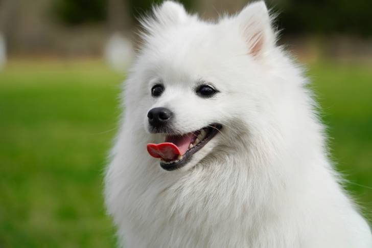 La tête d'un Spitz Japonais 
