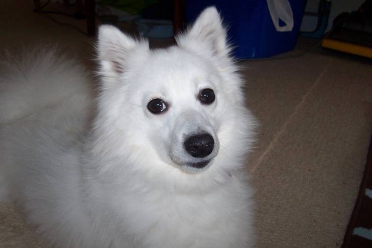 Lacey - Spitz Japonais (4 ans)