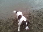 Roxy - Springer Anglais (9 ans)