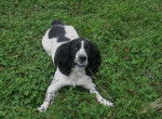 Diana Springer Spaniel - Springer Anglais