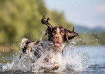 Un Springer Anglais en train de courir dans une rivière