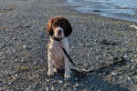 Un Springer Anglais assis sur une berge et qui est tenu en laisse 