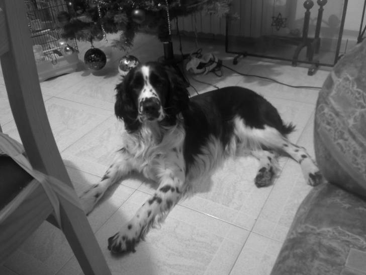 Max - Springer Anglais Mâle (4 ans)