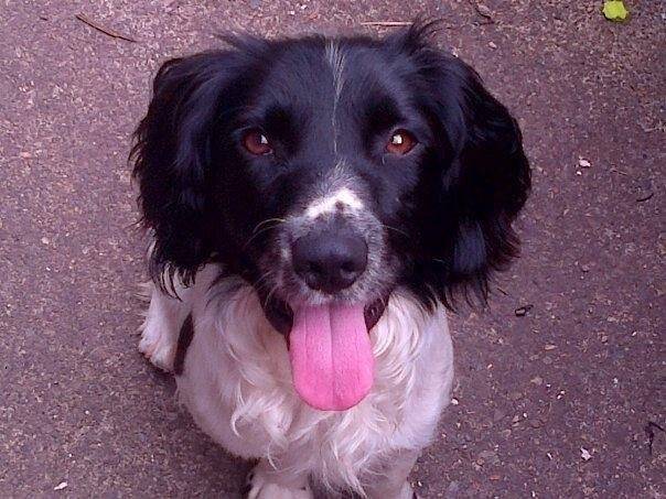 Jackson - Springer Anglais Mâle (1 an)