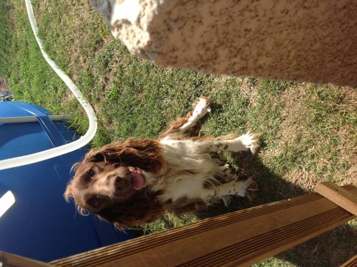 Flica - Springer Anglais (3 ans)