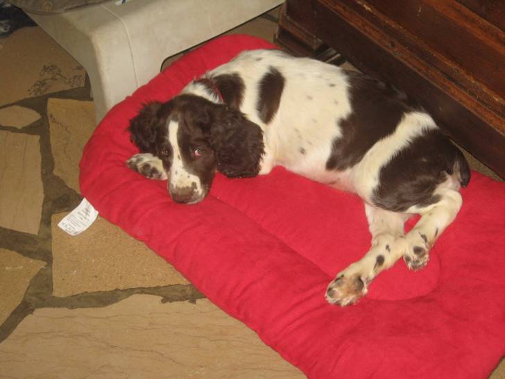 Isis - Springer Anglais (2 mois)