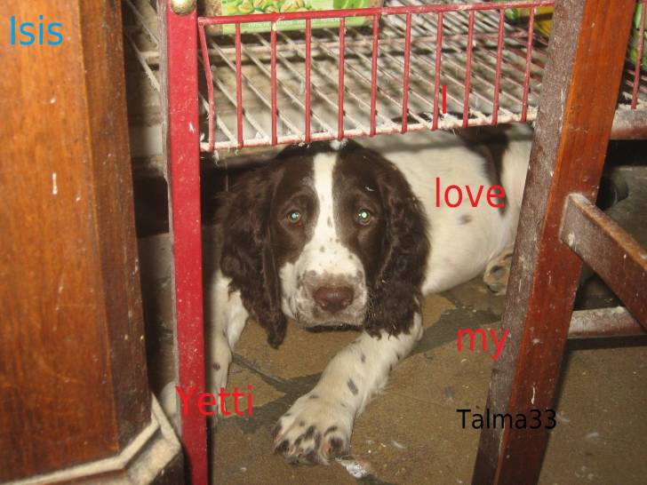 Isis - Springer Anglais (2 mois)