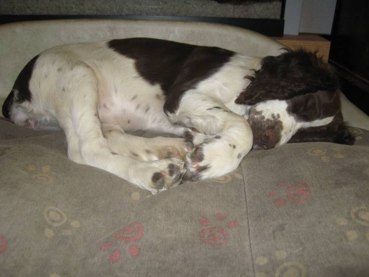Isis - Springer Anglais (2 mois)