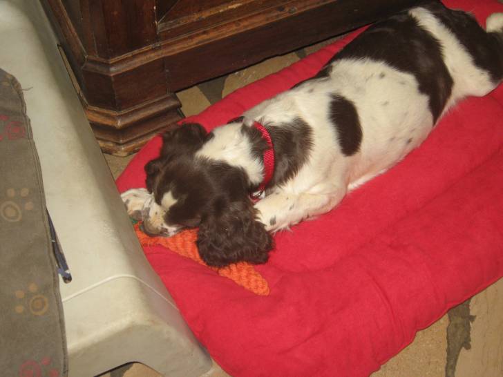 Isis - Springer Anglais (3 mois)