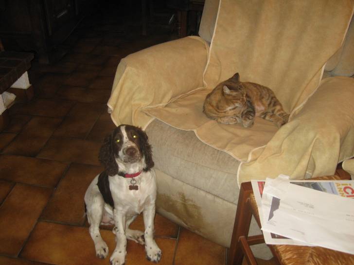 Isis et Canaille - Springer Anglais (3 mois)